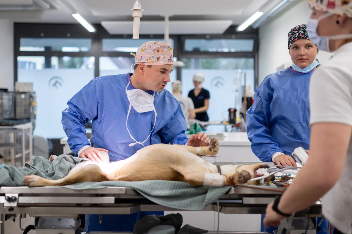 Der Hund liegt schlafend auf dem OP-Tisch, der Chirurg überprüft die Stelle am Bauch, an der dieser operiert wird.